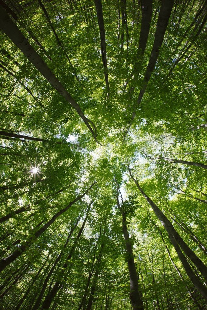 chiome alberi